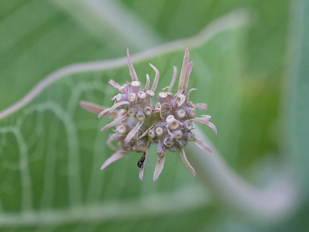 Pinewoods milkweed: Sandhill milkweed ( Asclepias humistrata ) in the United States