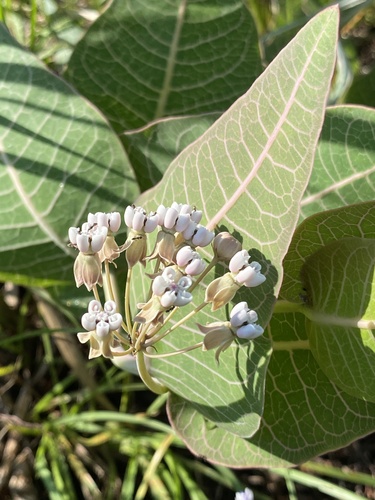 Pinewoods milkweed (Asclepias humistrata)