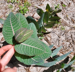 Pinewoods milkweed (Asclepias humistrata)