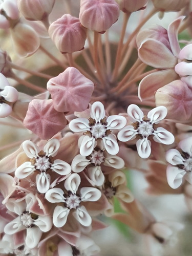 Pinewoods milkweed (Asclepias humistrata)