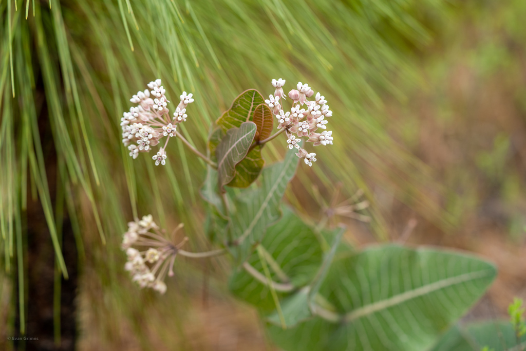 Pinewoods milkweed (Asclepias humistrata)