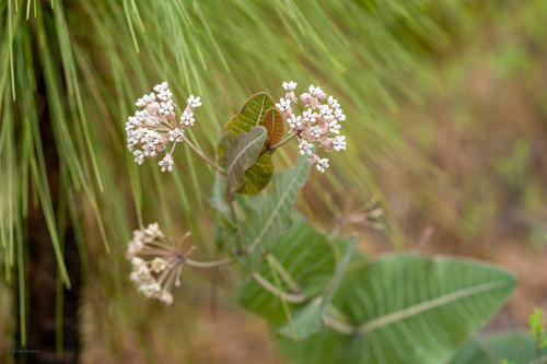 Pinewoods milkweed (Asclepias humistrata)