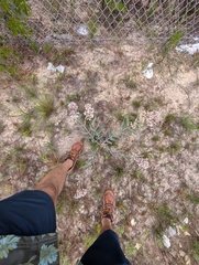 Pinewoods milkweed (Asclepias humistrata)