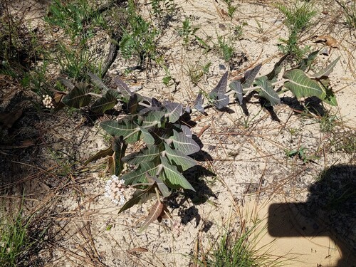 Pinewoods milkweed (Asclepias humistrata)