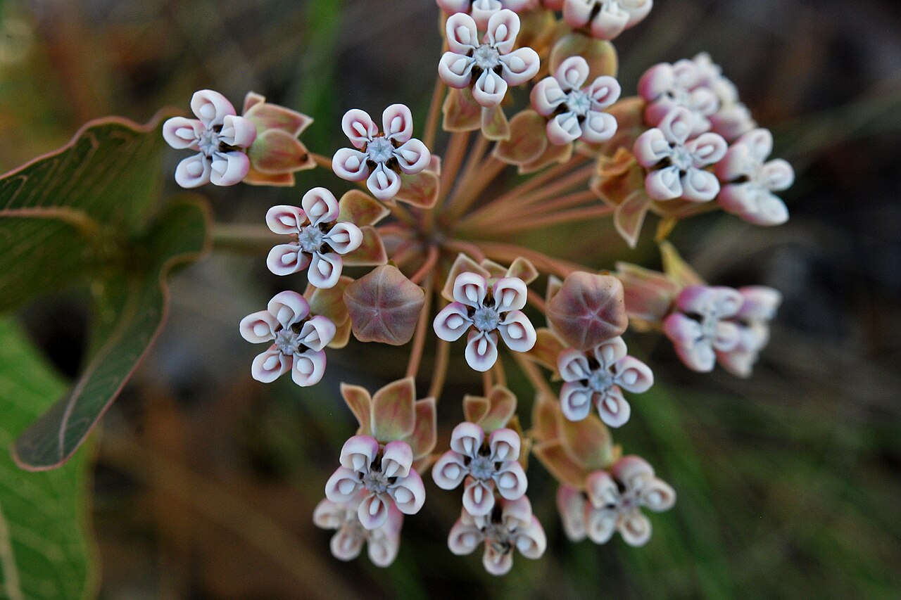 Pinewoods milkweed: Asclepias humistrata in Florida: Nassau County, Simmons State Forest USA