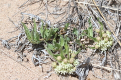 Dwarf milkweed (Asclepias involucrata)
