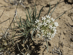 Dwarf milkweed (Asclepias involucrata)