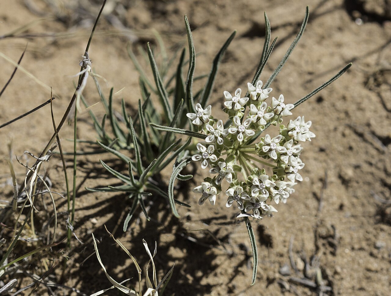 Dwarf milkweed: Asclepias involucrata blooming in Sandoval County, New Mexico, US