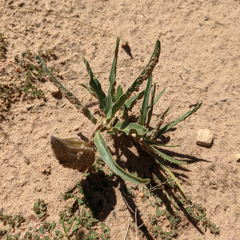Dwarf milkweed (Asclepias involucrata)