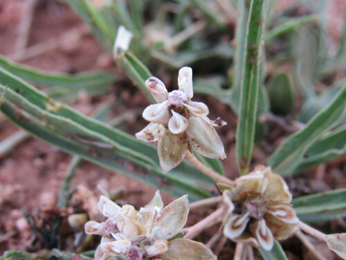 Dwarf milkweed (Asclepias involucrata)