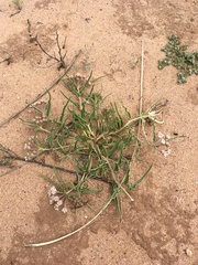 Dwarf milkweed (Asclepias involucrata)