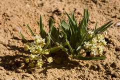 Dwarf milkweed (Asclepias involucrata)