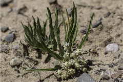 Dwarf milkweed (Asclepias involucrata)
