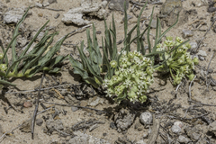Dwarf milkweed (Asclepias involucrata)