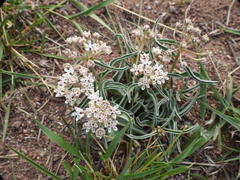Dwarf milkweed (Asclepias involucrata)