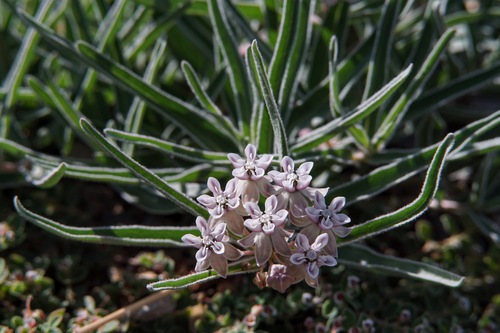 Dwarf milkweed (Asclepias involucrata)