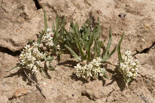 Dwarf milkweed (Asclepias involucrata)