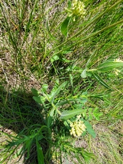 Sidecluster milkweed (Asclepias lanuginosa)
