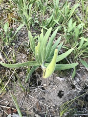 Sidecluster milkweed (Asclepias lanuginosa)