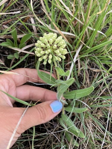 Sidecluster milkweed (Asclepias lanuginosa)