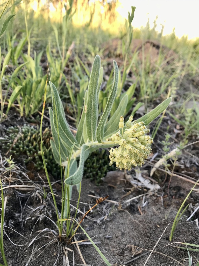 Sidecluster milkweed (Asclepias lanuginosa)