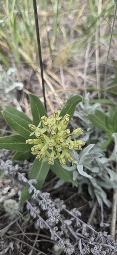 Sidecluster milkweed (Asclepias lanuginosa)