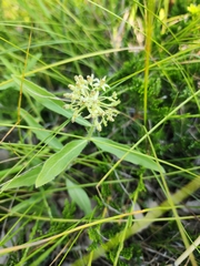 Sidecluster milkweed (Asclepias lanuginosa)