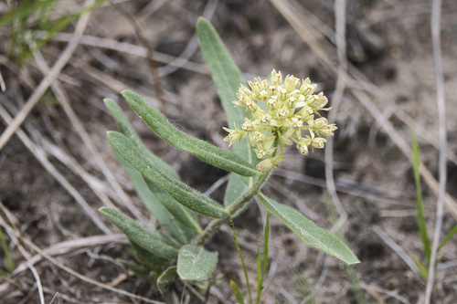 Sidecluster milkweed (Asclepias lanuginosa)