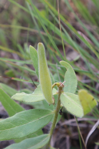 Sidecluster milkweed (Asclepias lanuginosa)