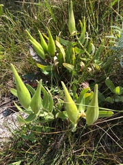 Sidecluster milkweed (Asclepias lanuginosa)