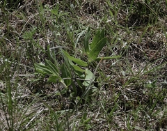 Sidecluster milkweed (Asclepias lanuginosa)