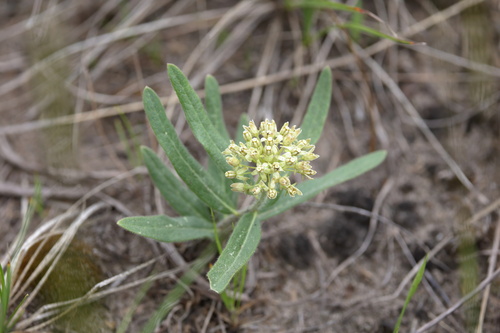Sidecluster milkweed (Asclepias lanuginosa)