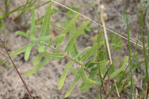 Sidecluster milkweed (Asclepias lanuginosa)