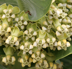 Broadleaf milkweed (Asclepias latifolia)