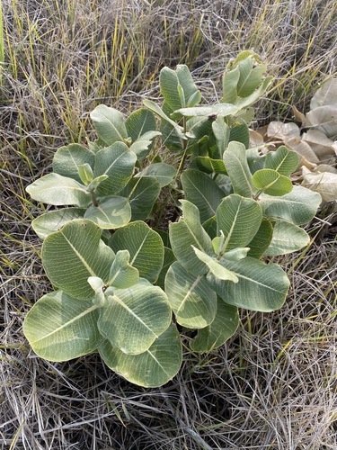 Broadleaf milkweed (Asclepias latifolia)