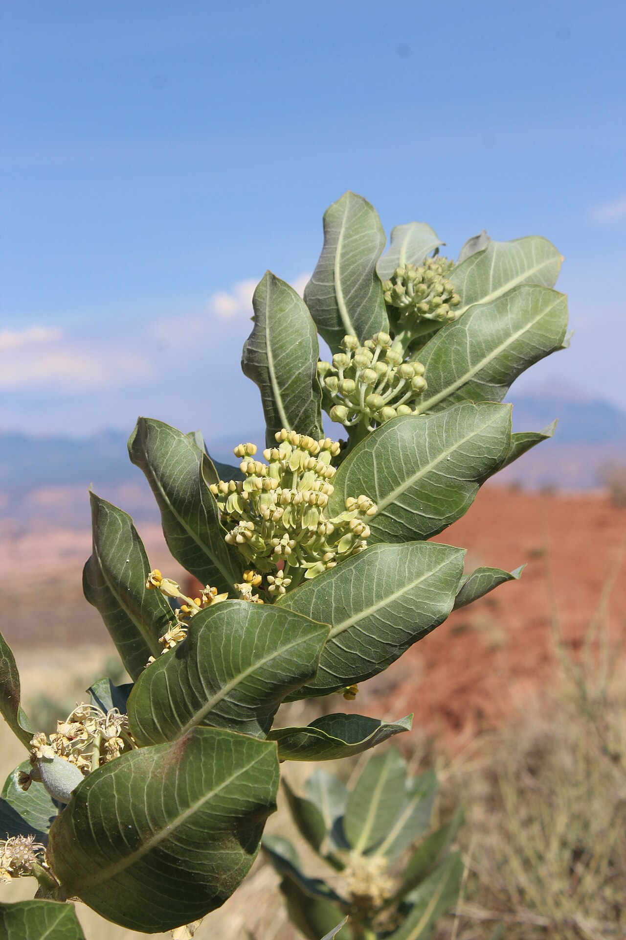 Broadleaf milkweed: Asclepias latifolia at Arches National Park, Utah