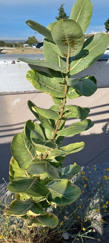 Broadleaf milkweed (Asclepias latifolia)