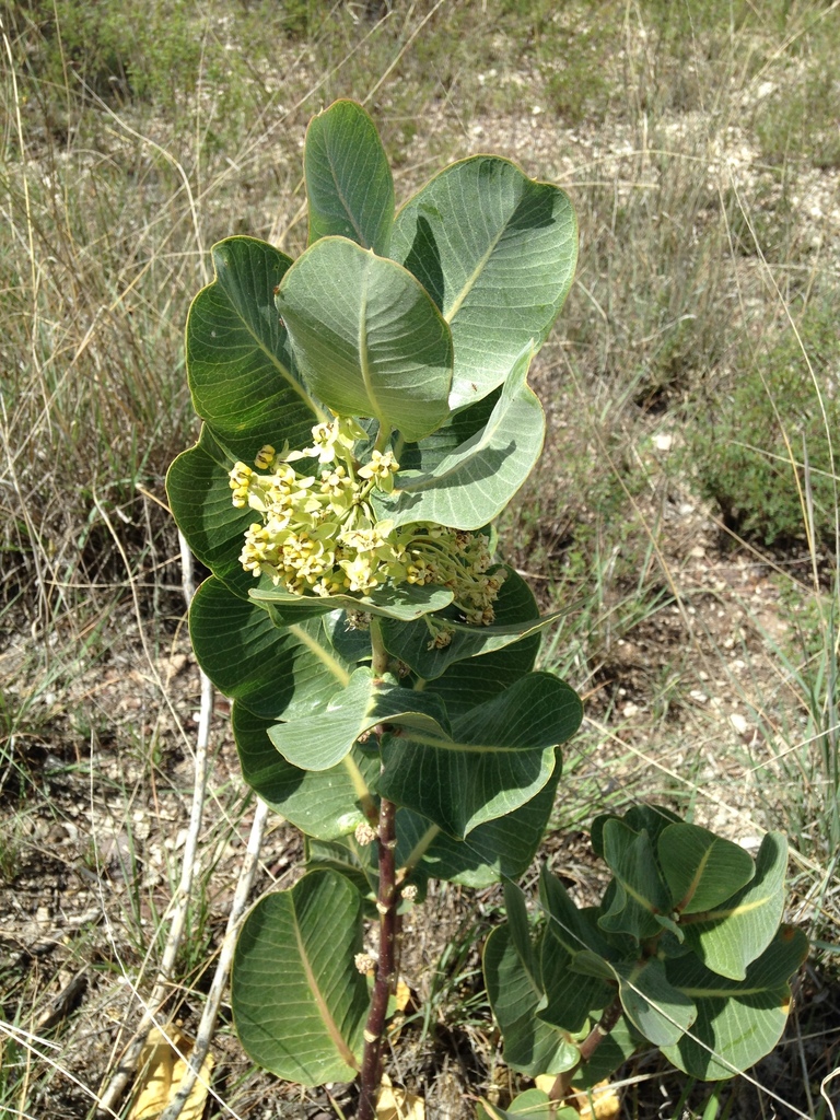 Broadleaf milkweed (Asclepias latifolia)
