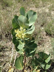Broadleaf milkweed (Asclepias latifolia)