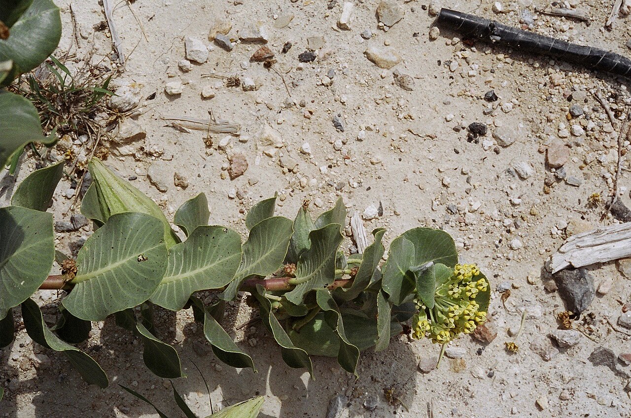 Broadleaf milkweed: Broadleaf milkweed, Merkel, Taylor County, September 2006