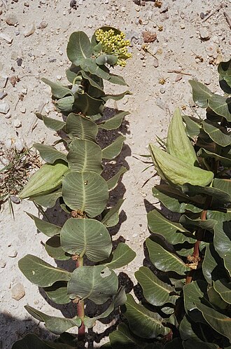 Broadleaf milkweed: Broadleaf milkweed, Merkel, Taylor County, September 2006
