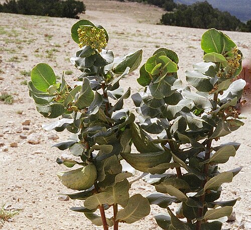 Broadleaf milkweed: Broadleaf milkweed, Merkel, Taylor County, September 2006