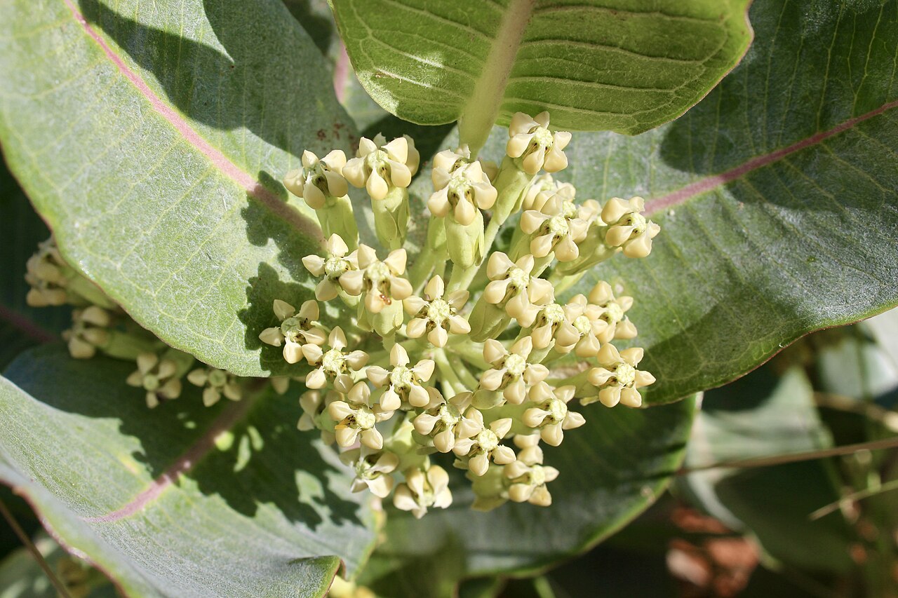 Broadleaf milkweed: Close up of Asclepias latifolia flower at Arches National Park, Utah