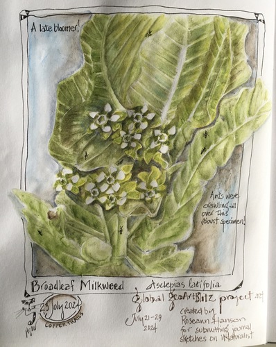 Broadleaf milkweed (Asclepias latifolia)