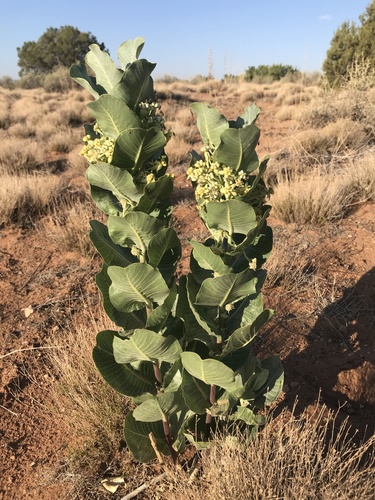Broadleaf milkweed (Asclepias latifolia)