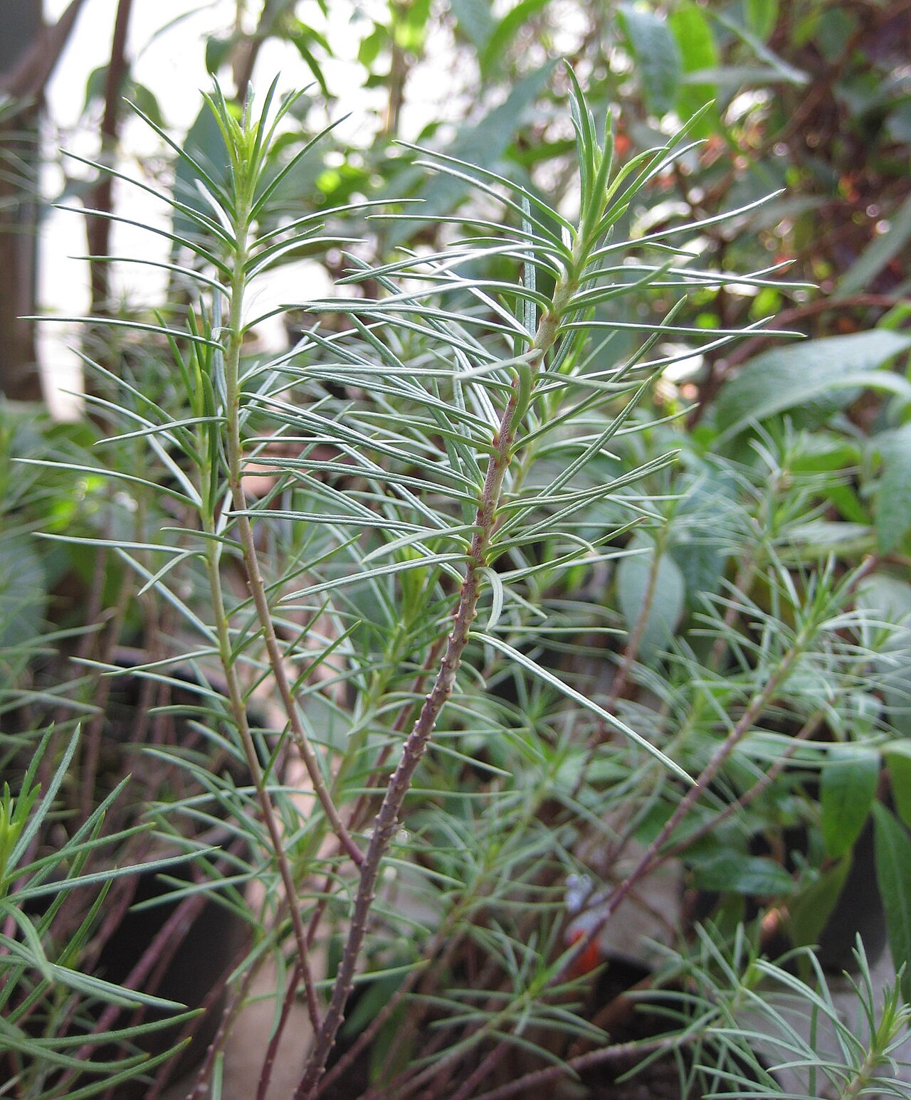 Pineneedle milkweed: Asclepias linaria im Botanischen Garten Dresden