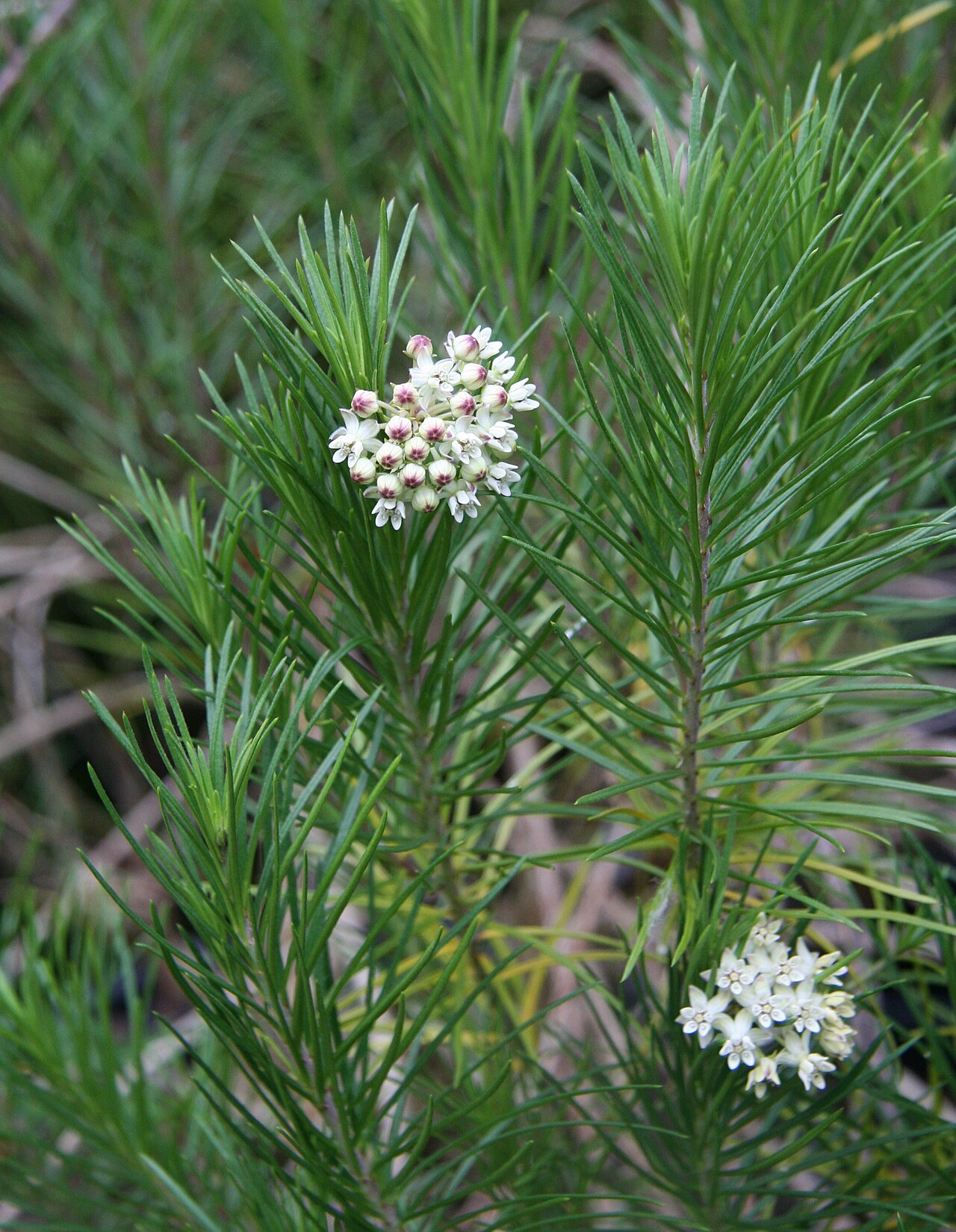 Pineneedle milkweed: Asclepias linaria im Botanischen Garten Dresden
