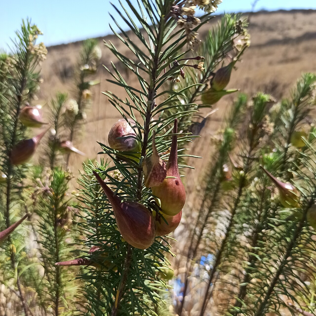 Pineneedle milkweed: Asclepias linaria (Familia: Apocynaceae). Nombres comunes: romerillo, algodoncillo, chiche de burra, chichivilla cimarrona, cinco negritos, cola de gato, guajit