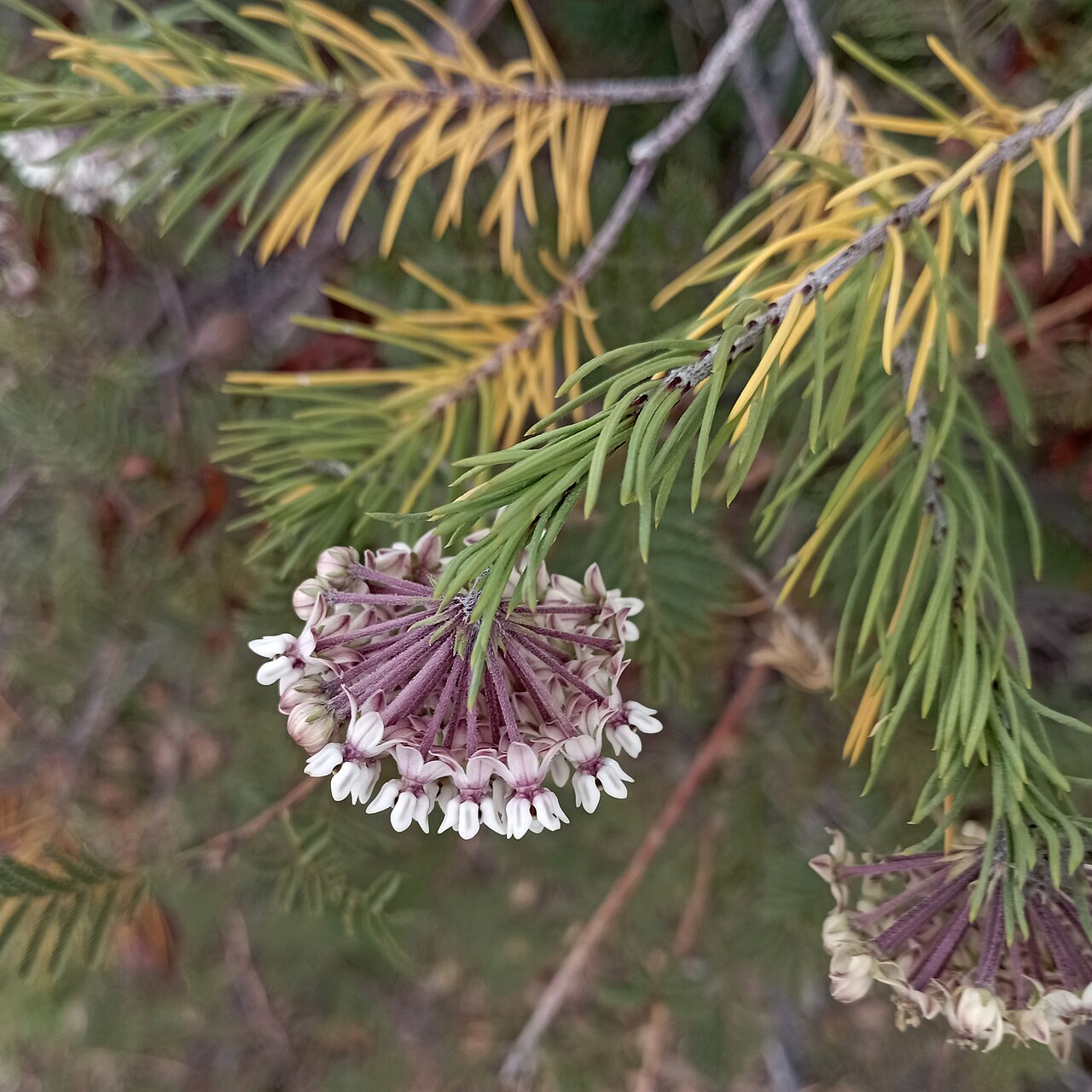 Pineneedle milkweed: Inflorescencias de planta pinillo ( Asclepias linaria ).