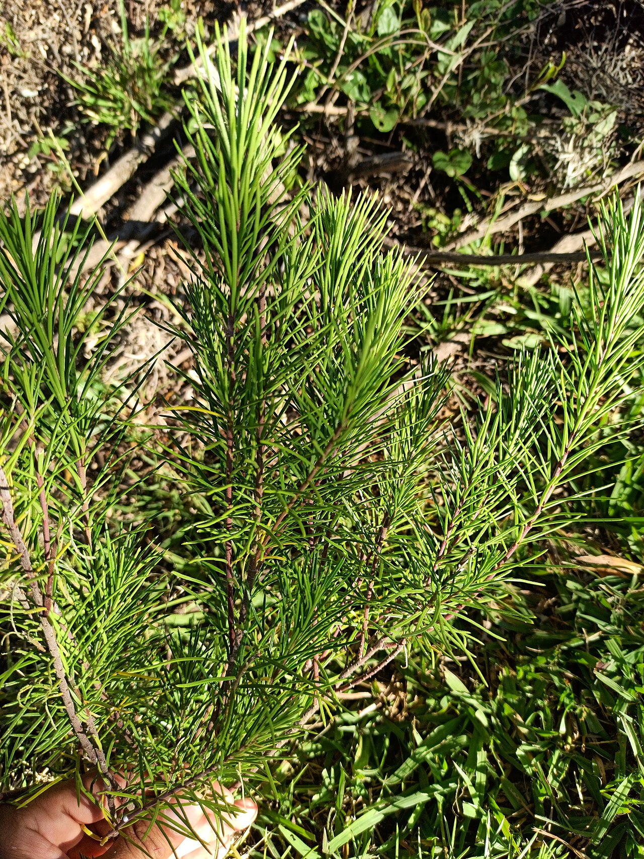 Pineneedle milkweed: Pinillo o Asclepias linaria (Familia: Apocynaceae).
